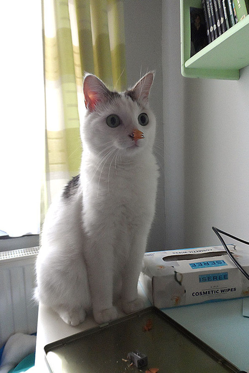 "Тааак, чёйта у нас тут?"