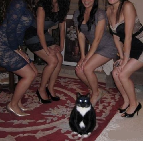 Как мы с котейкой работаем по ночам