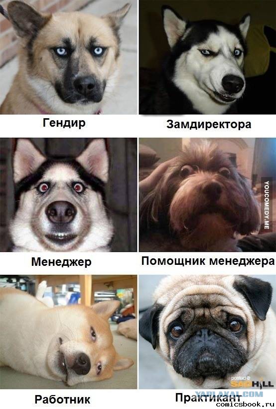 Хаски-голубые глазки