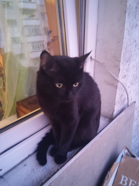 Котовторник 28.07.2015