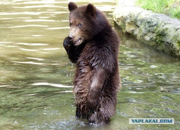 Медведя жалко