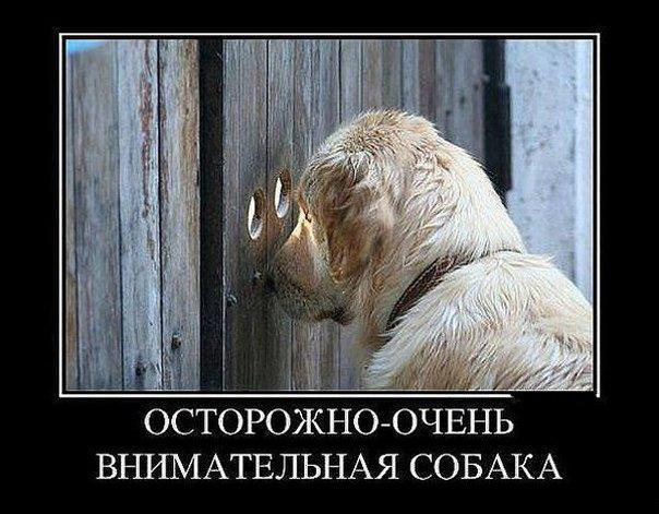 Весёлые картинки
