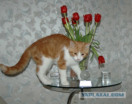 Вот такой у меня кот, лапой чай с утра мой пьёт