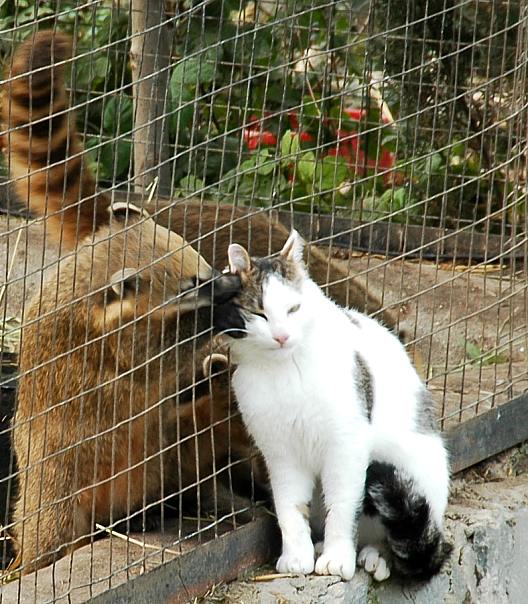 Котомет на вторник - супер подборка котов! (22.01)