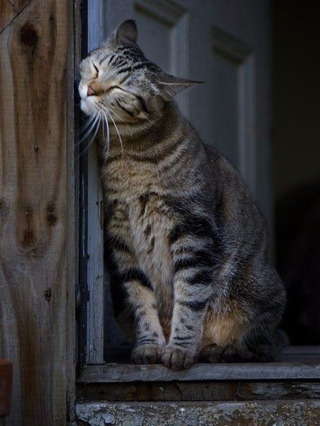 Коты из сети