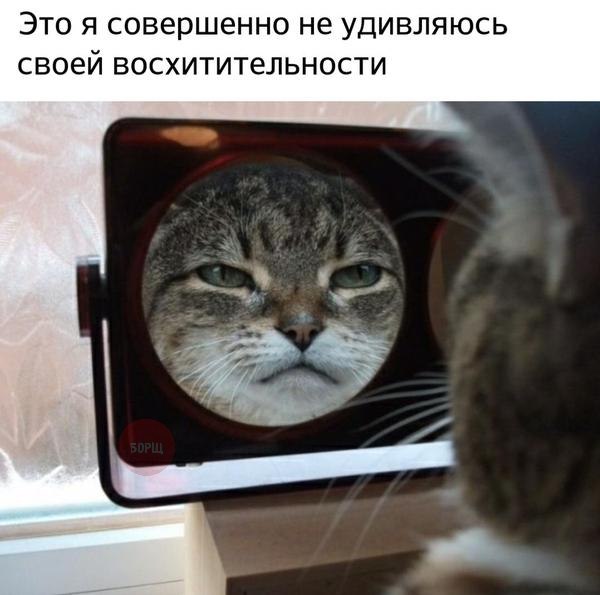 Коты и Кошки