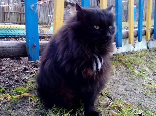 Котовторник 1.08.17