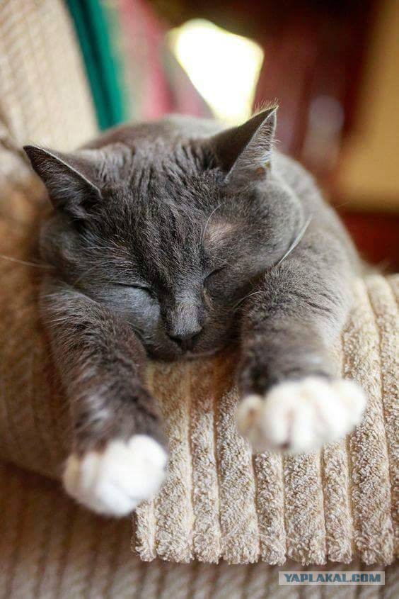 Котовторник  19.12.2017