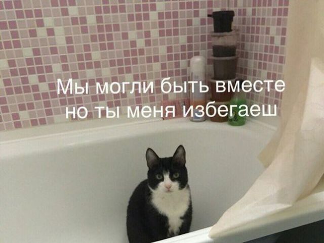 Прикольных котов пост