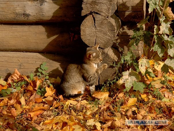 Первый котовторник июля