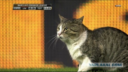 Котовторник (07.02.2012)