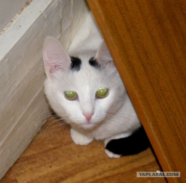 Котовторник  14.08.2012.