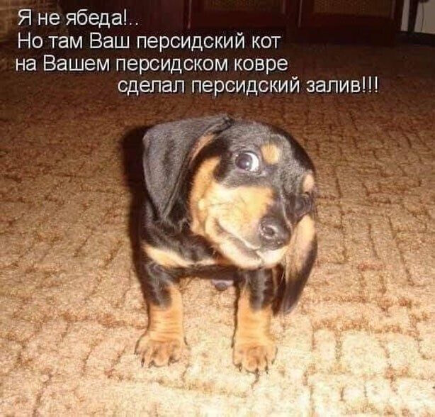 Фотки и картинки: юморные и красивые, забавные и милые 13.11.20