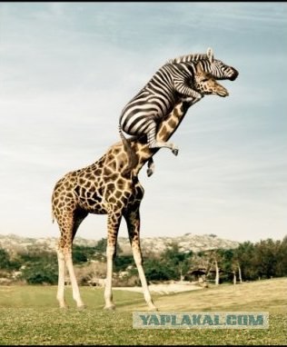 Я должен танцевать! Жираф и павлин