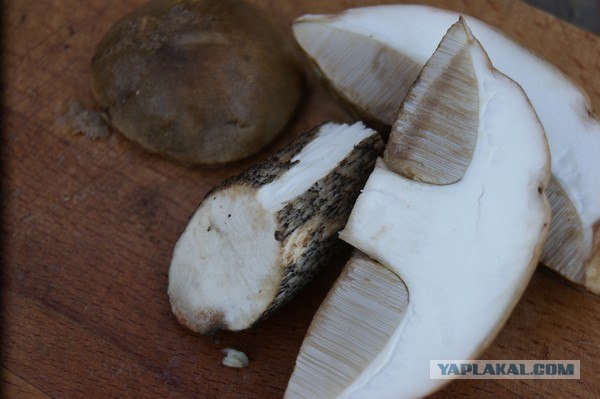 Телятина с подберезовиками)))