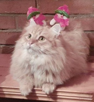 Даёшь котов в этот вторник!