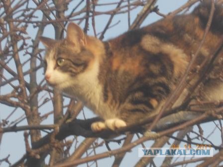 Котовторник 26.03.2013