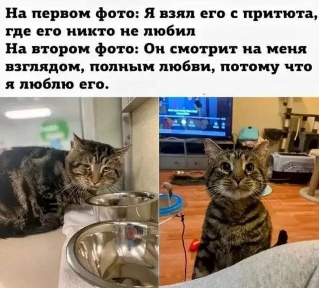 К котовторнику: подборка картинок-баянов с котиками и про котиков. Выпуск 11