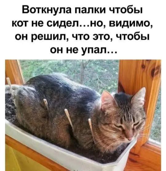 Картиночки, баянчики 25 февраля