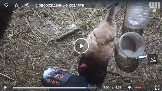 Новорожденные козлята