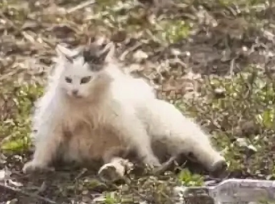 Котиков много не бывает))) отдохните от суетного мира