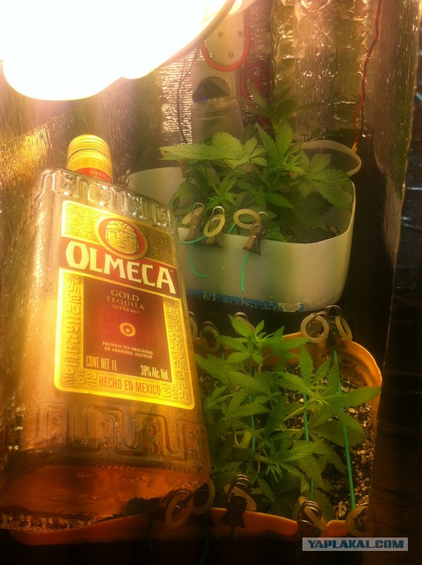 В магазин за травкой (Колорадо, Денвер, США)