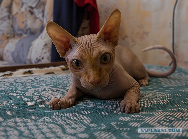 Котовторник  08.04.2014