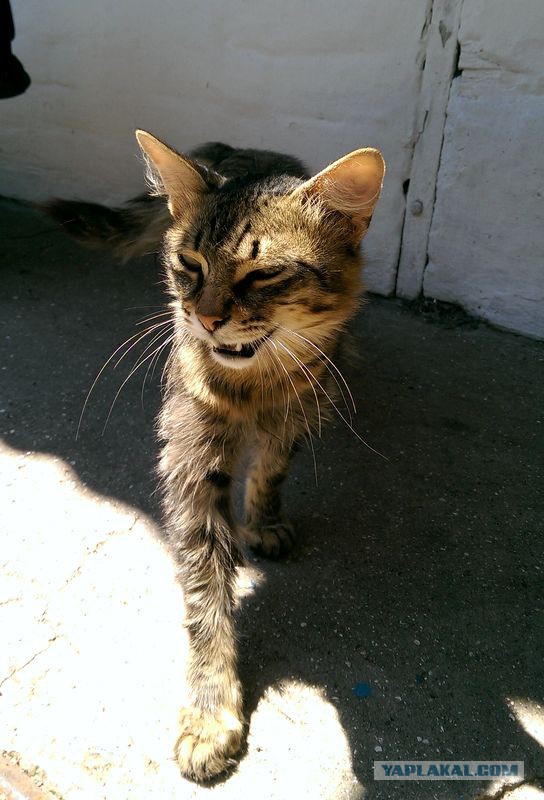 Котовторник 11.11.2014
