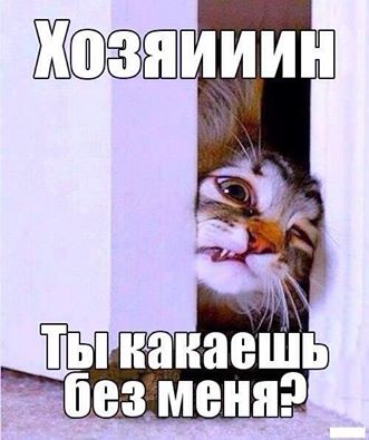 Веселое из сети
