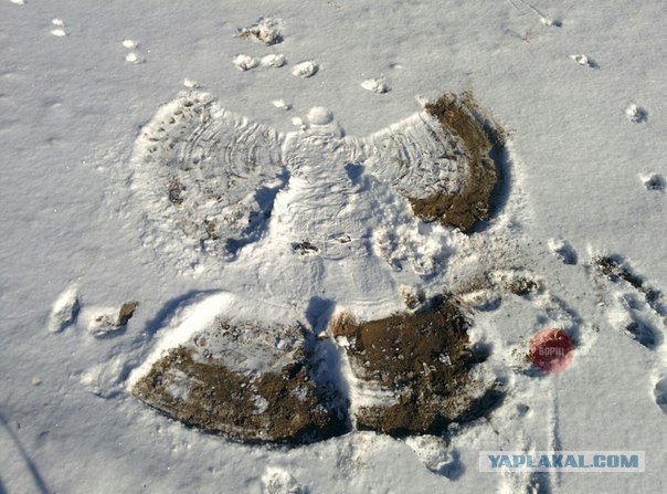 Картинки и прочее