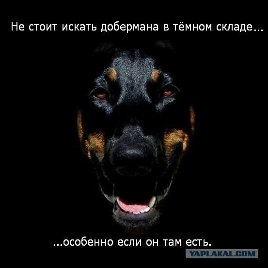 Собакочетверг! Собачки любимые!
