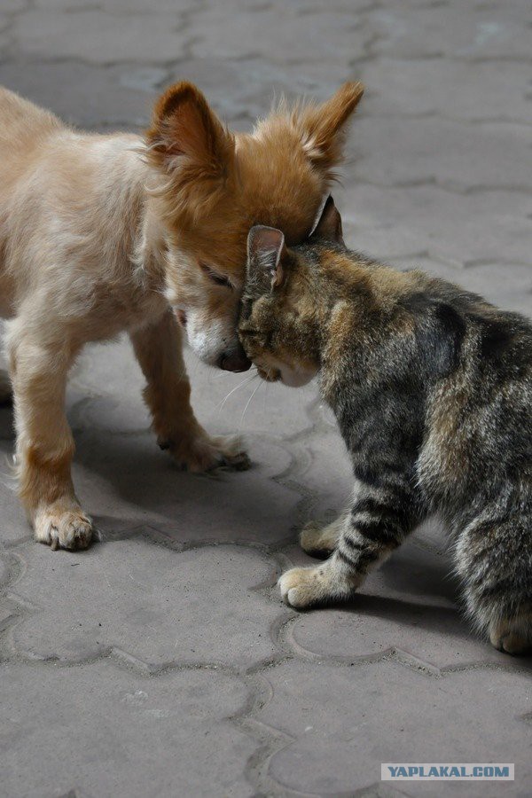 Скотинки - Животинки