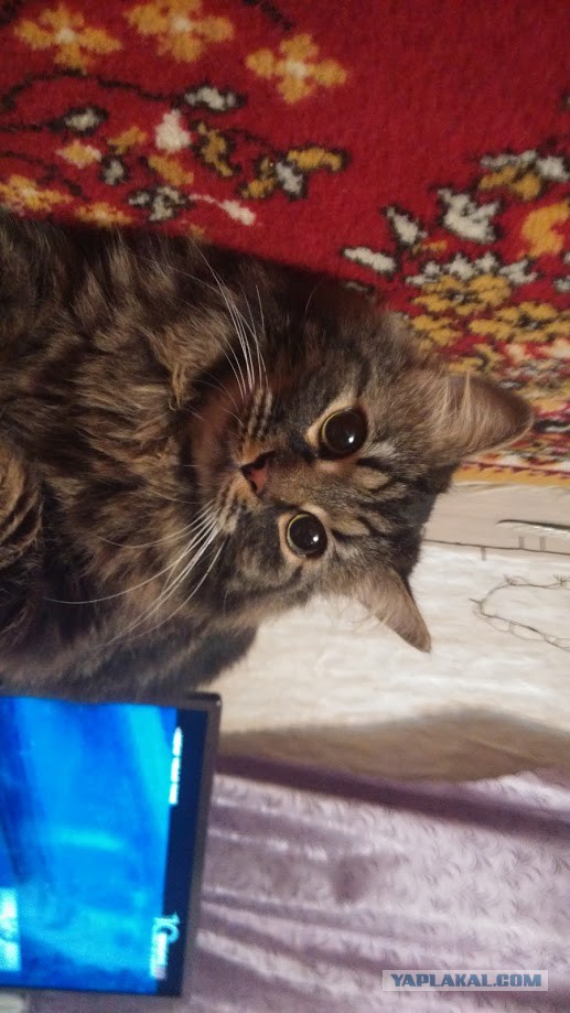 Про моего котика: нежного, злого, вредного