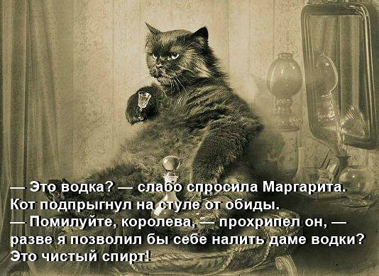 Коты, которые пытались что-то украсть