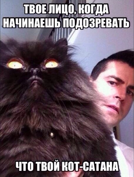 Прикольные животные