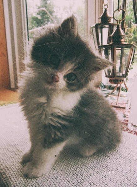 Коты из сети