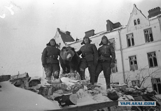 6 неизвестных фактов о Советско-финской войне