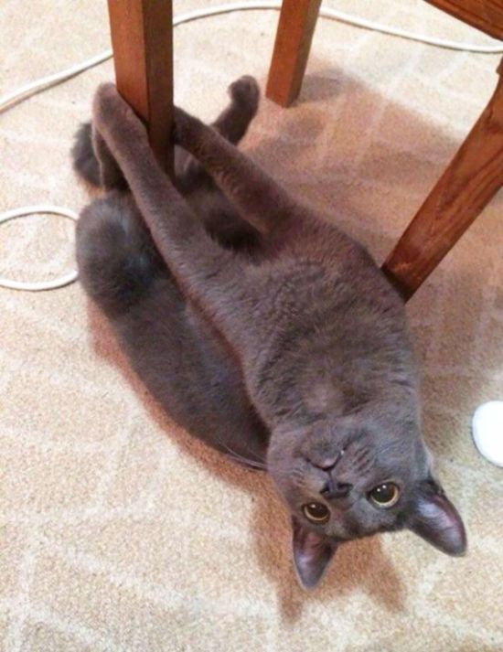 Коты и Кошки