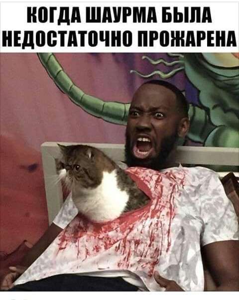 Коты. Отнюдь не ми-ми-ми.