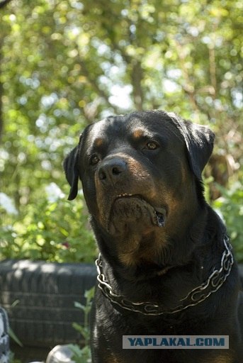 Собакочетверг!