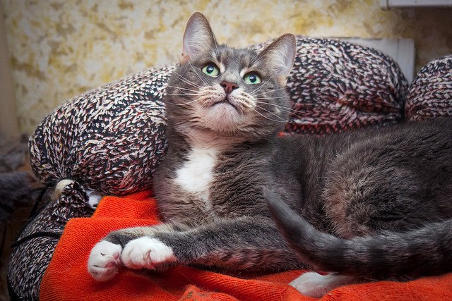 Забавные фото котеек