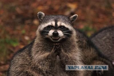 Похороны Intel продолжаются