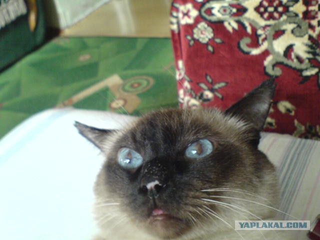 Как я подобрал котэ