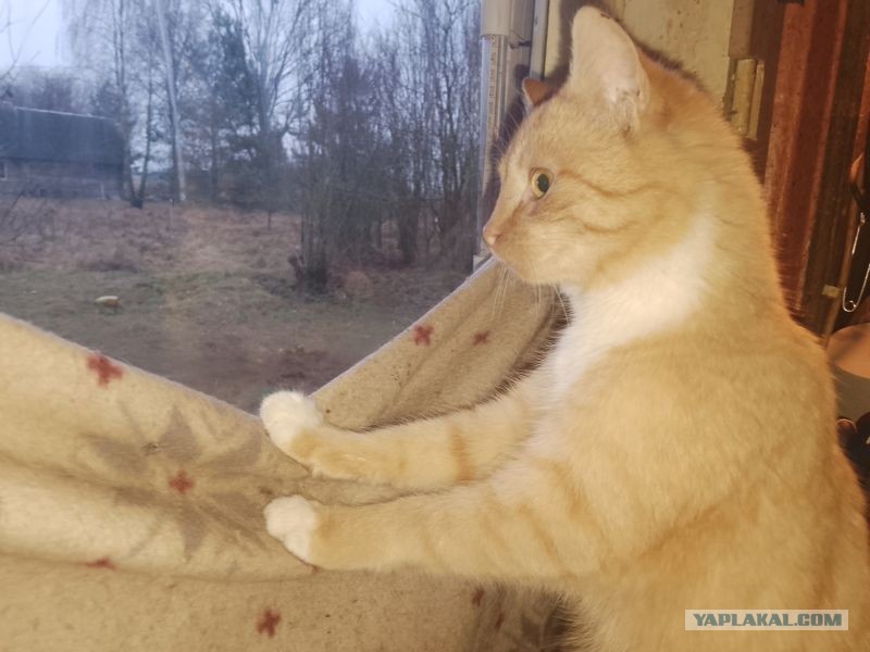 Жизнь домашнего приюта для котеек 529