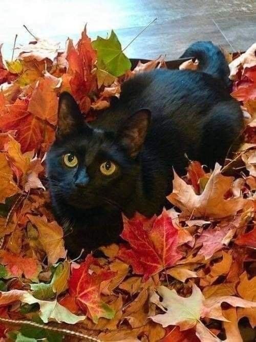 Осенний кот
