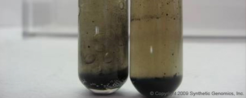 Метастазы Мексиканского залива