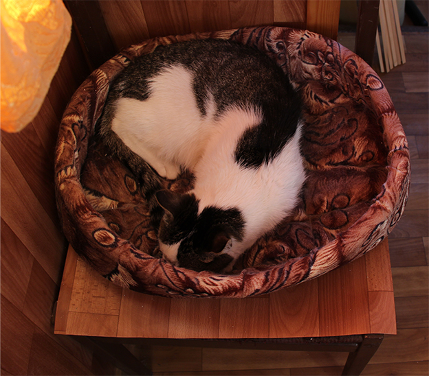 Котовторник 17.09.2013