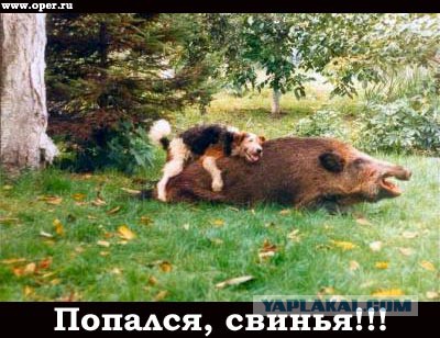 Весёлые картинки. Разбавим будни