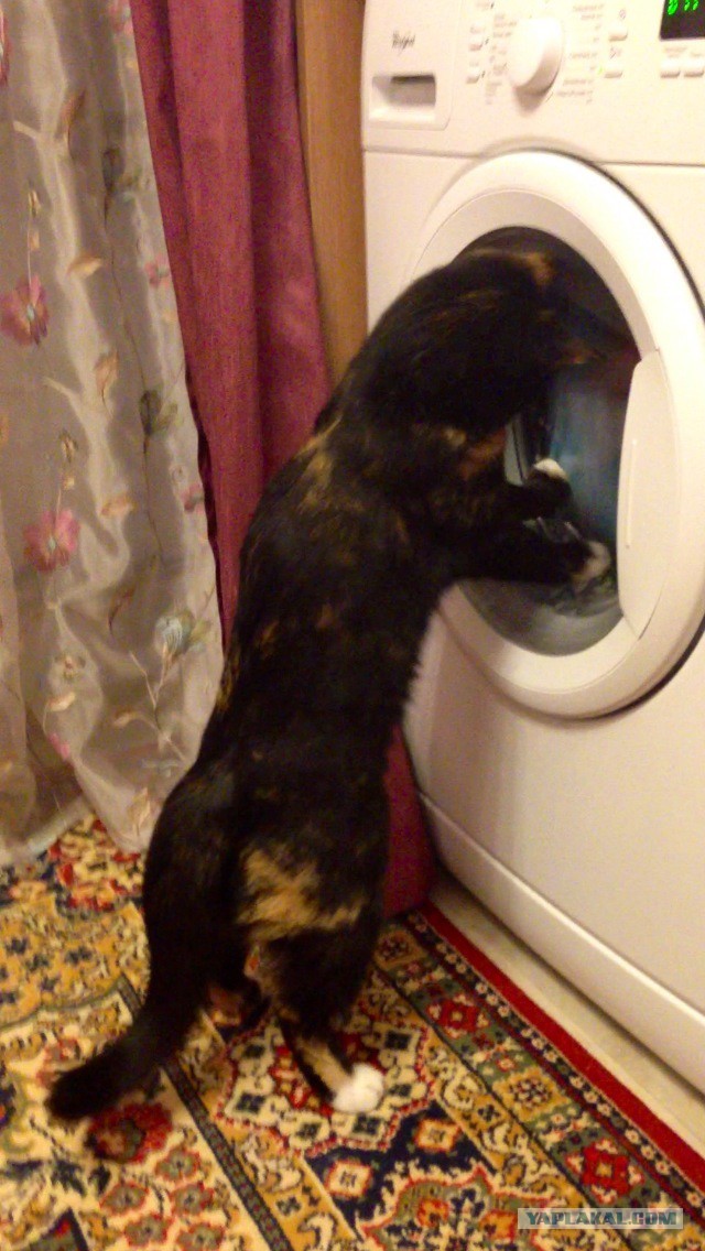 С Котовторником!
