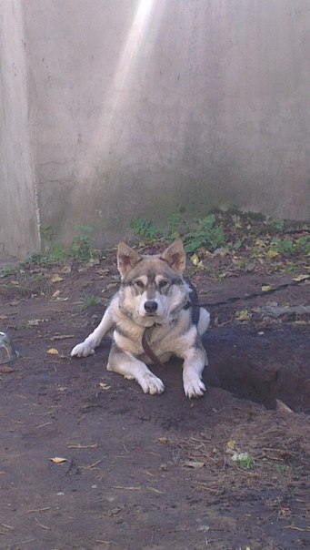 Вот такое чудо природы живет у нас дома.